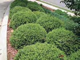 There are literally hundreds of selections, most of which are well suited as mass plantings or as foundation plants.