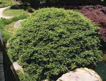 Japanese Holly Helleri A dwarf, mounded form with a distinctive, layered