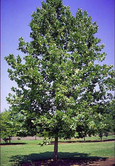 2006 Horticopia, Inc. Platanus x acerifolia 'Bloodgood' London Planetree Platanaceae (Plane Tree) Hardy range 5A to 8A Height 70' to 90' / 21.40m to 27.40m Spread 70' to 80' / 21.40m to 24.