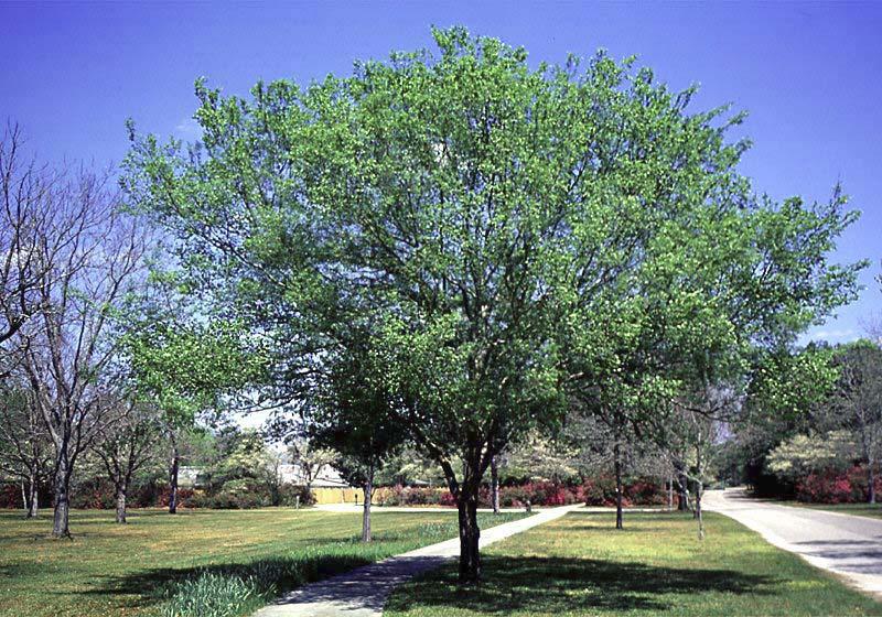 2006 Horticopia, Inc. Ulmus parvifolia Chinese Elm, Lacebark Elm Ulmaceae (Elm) Hardy range 5B to 10A Height 40' to 65' / 12.20m to 19.80m Spread 35' to 45' / 10.60m to 13.