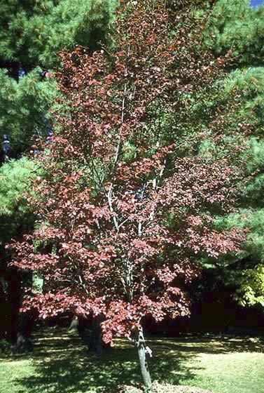 2006 Horticopia, Inc. (Fall color shown) Amelanchier x grandiflora 'Robin Hill' Robin Hill Apple Serviceberry Rosaceae (Rose) Hardy range 4A to 7A Height 15' to 30' / 4.60m to 9.