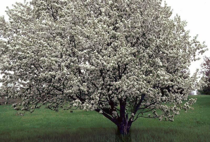 2006 Horticopia, Inc. Malus x 'Spring Snow' Spring snow Crabapple, Flowering Crabapple Rosaceae (Rose) Hardy range 4A to 8A Height 20' to 25' / 6.00m to 7.60m Spread 12' to 15' / 3.60m to 4.