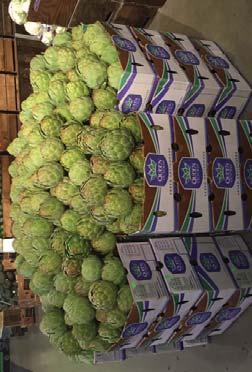 CV BRUSSELS SPROUTS Brussels Sprouts are steady in price and nice quality.