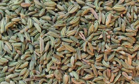 Fennel Fennel Seeds Quality: Excellent Season: May Packing: