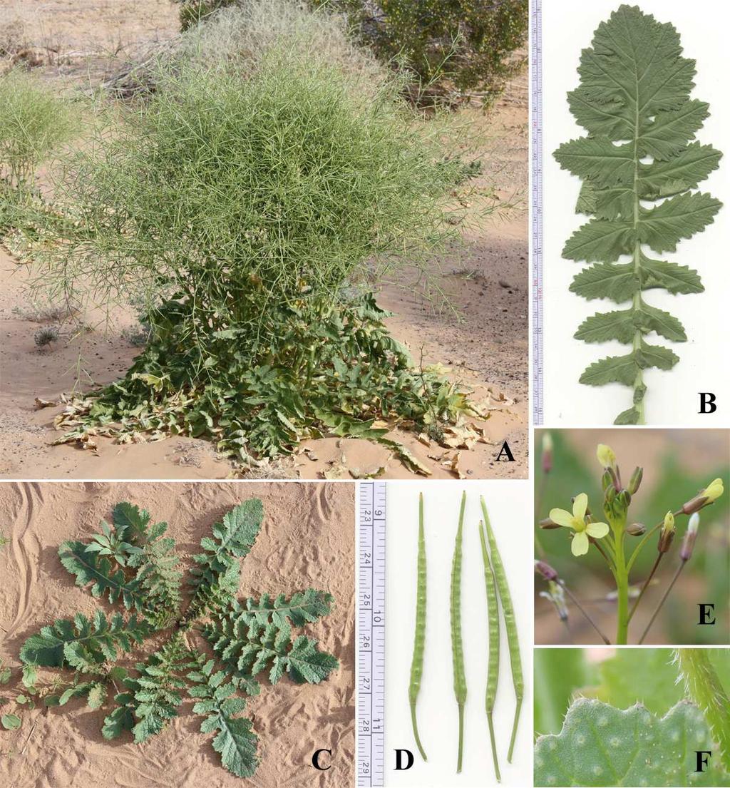 Felger et al.: Southwestern Arizona flora, Brassicaceae and Burseraceae 11 B. tournefortii is changing the cool-season species diversity in this habitat.