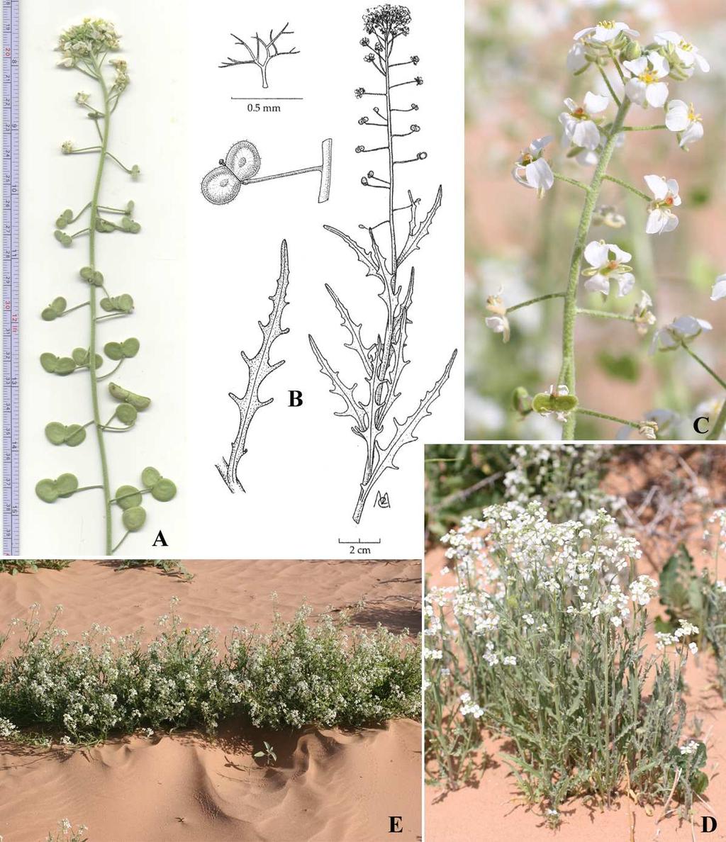 Felger et al.: Southwestern Arizona flora, Brassicaceae and Burseraceae 16 Dimorphocarpa pinnatifida Rollins [Dithyrea wislizeni Engelmann, in part] Dune spectacle-pod. Figure 9.