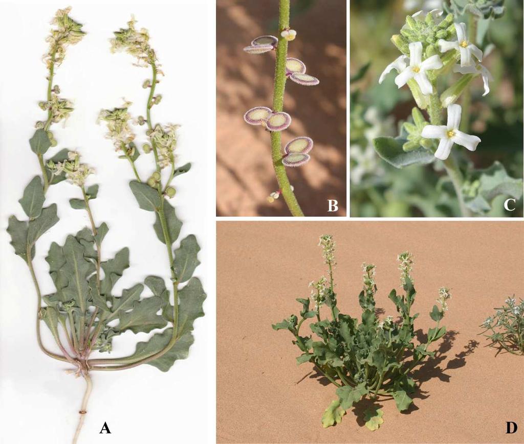 Felger et al.: Southwestern Arizona flora, Brassicaceae and Burseraceae 17 Pinta Sands and Mohawk Dunes, and more widespread on dunes in nearby northwestern Sonora.