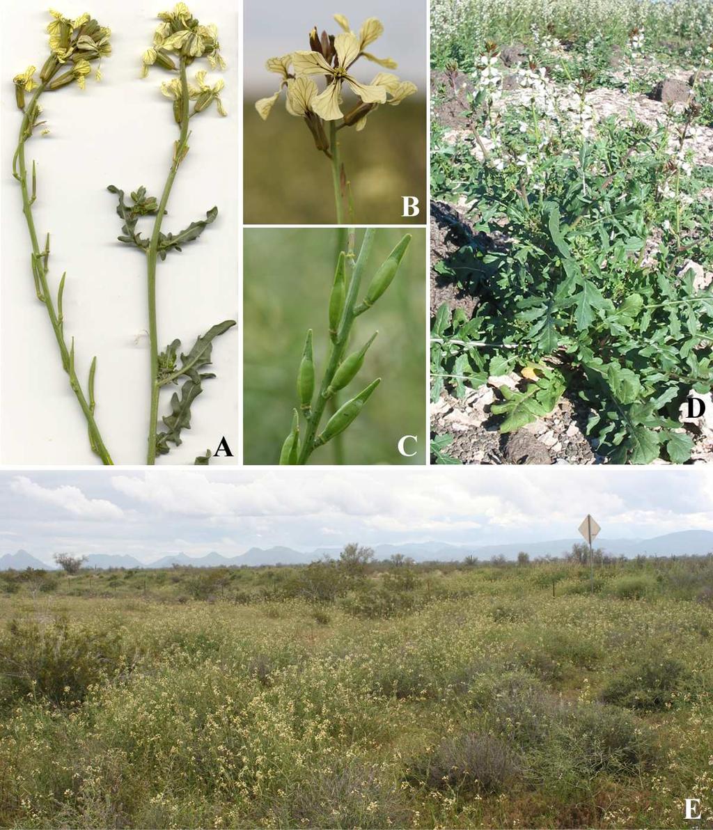 Felger et al.: Southwestern Arizona flora, Brassicaceae and Burseraceae 19 Figure 11. Eruca vesicaria ssp. sativa. Gila Bend, Maricopa Co.: (A) 4 Apr 2002; (B, C & E) Mar 2005.