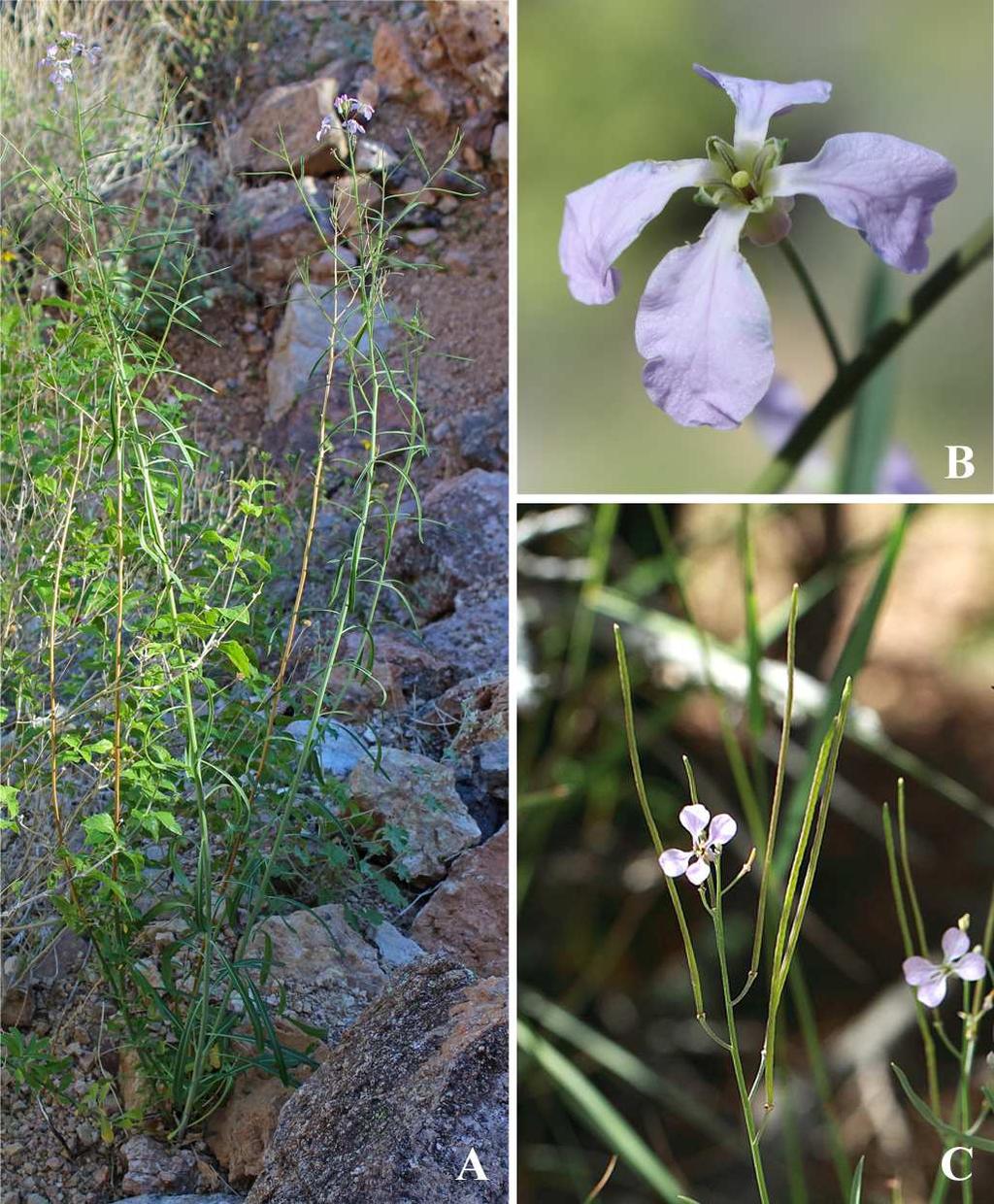 Felger et al.: Southwestern Arizona flora, Brassicaceae and Burseraceae 21 Glabrous, erect perennials to more than 2 m tall from a caudex. The stem leaves linear to lanceolate, 2.