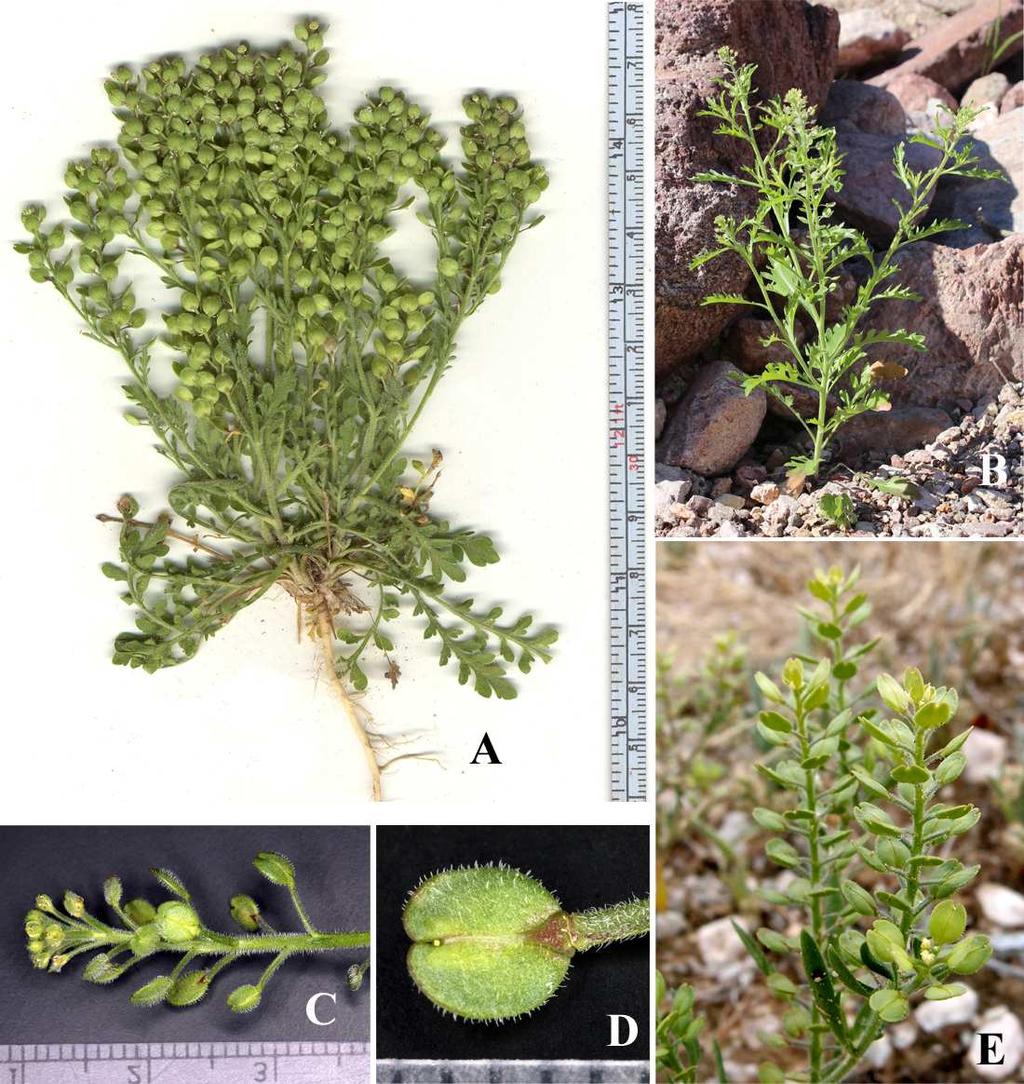 Felger et al.: Southwestern Arizona flora, Brassicaceae and Burseraceae 23 favorable conditions. This variation seems to have led to problems in identification.
