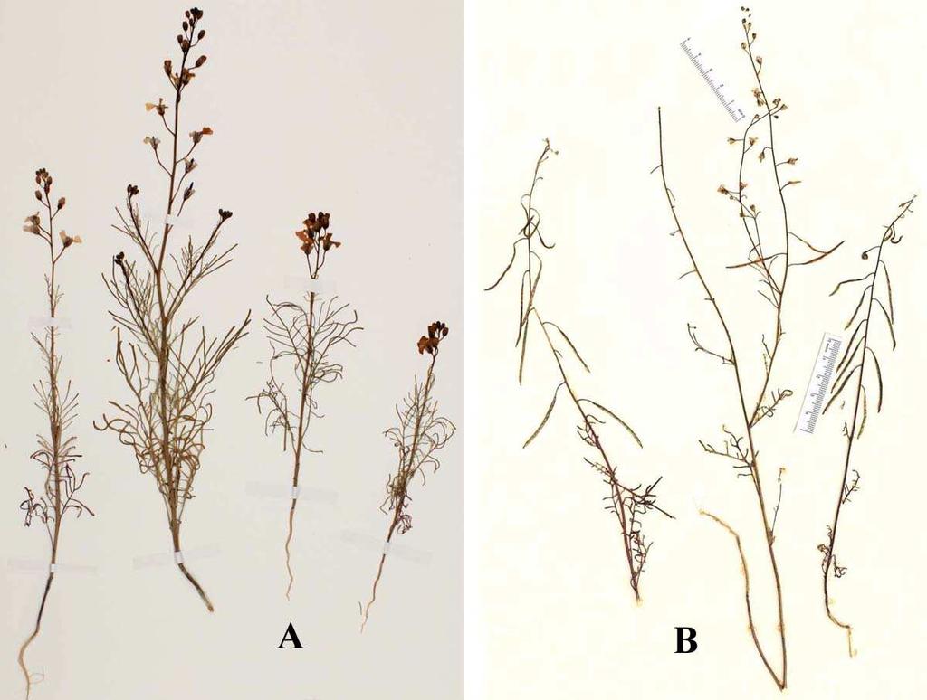 Felger et al.: Southwestern Arizona flora, Brassicaceae and Burseraceae 31 Desert.