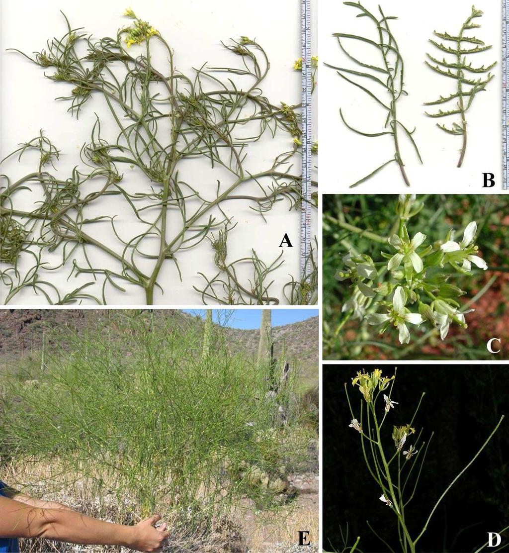 Felger et al.: Southwestern Arizona flora, Brassicaceae and Burseraceae 33 Native to Europe and now invasive and weedy worldwide. OP: Canyon Diablo, 21 Mar 1933, Kearney 10830.