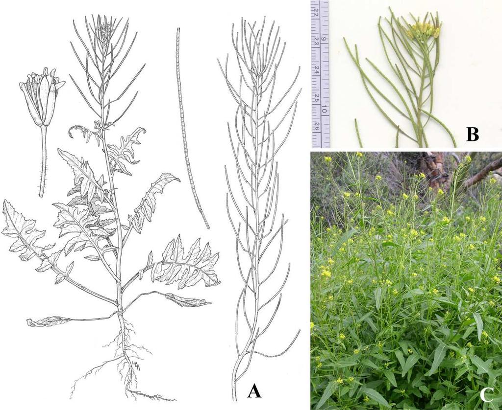 Felger et al.: Southwestern Arizona flora, Brassicaceae and Burseraceae 34 Figure 23. Sisymbrium irio. (A) By Lucretia Breazeale Hamilton. (B) Alamo Canyon, 11 Mar 2014. (C) Estes Canyon, 16 Feb 2005.