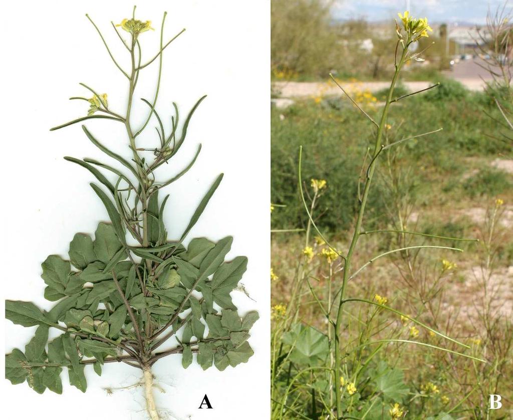 Felger et al.: Southwestern Arizona flora, Brassicaceae and Burseraceae 35 OP: Ariz State Rte 85, 6.