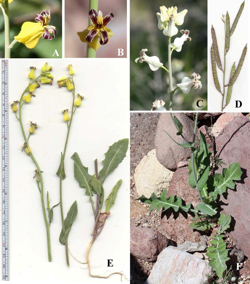 Felger et al.: Southwestern Arizona flora, Brassicaceae and Burseraceae 36 Streptanthus carinatus C. Wright ex A. Gray subsp. arizonicus (S. Watson) Kruckenberg, Rodman, & Worthington [S.