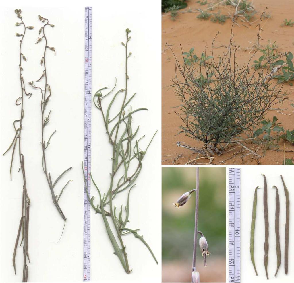 Felger et al.: Southwestern Arizona flora, Brassicaceae and Burseraceae 38 2.5 4.5 mm long. Fruits (1.8) 2.5 3.5 (4.