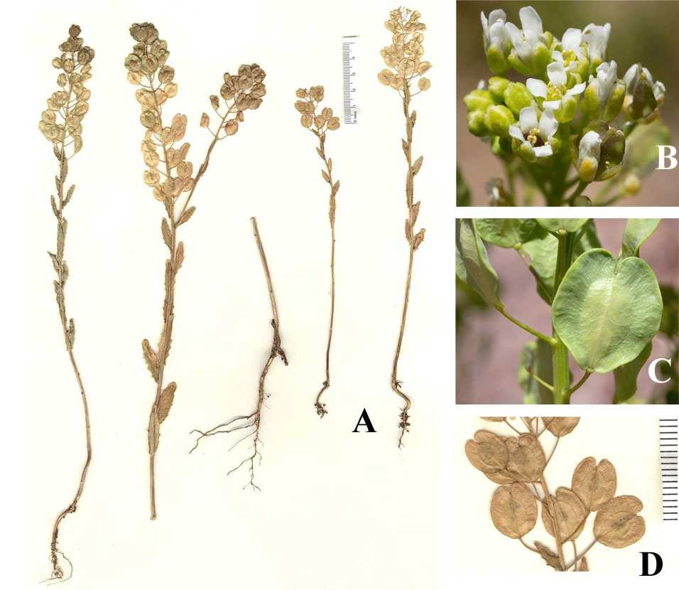 Felger et al.: Southwestern Arizona flora, Brassicaceae and Burseraceae 41 Figure 29. Thlaspi arvense. (A & D) Nixon Spring, Mount Trumbull, Coconino Co., 4 Jun 1972, Mason 3080.
