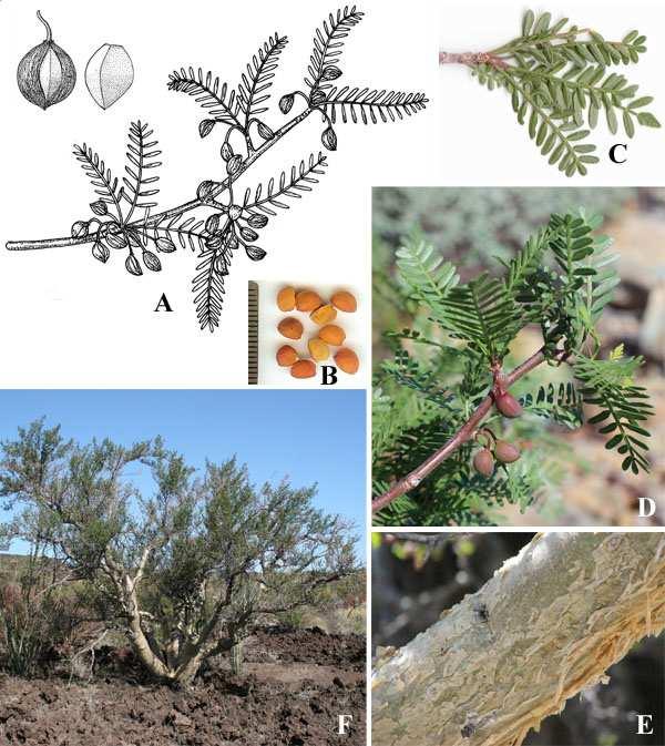 Felger et al.: Southwestern Arizona flora, Brassicaceae and Burseraceae 45 Figure 32. Bursera microphylla. (A) By Lucretia Breazeale Hamilton. Ajo: (B & C) 13 Jan 2008; (D) 6 Sep 2013.