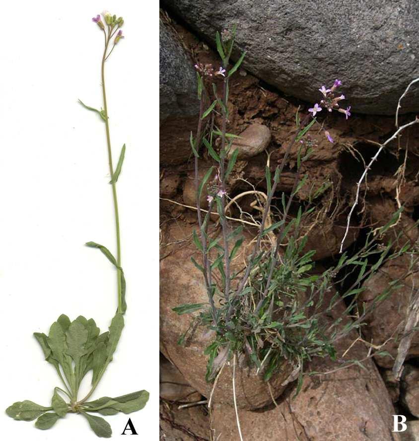 Felger et al.: Southwestern Arizona flora, Brassicaceae and Burseraceae 7 Southwestern United States and northern Mexico in Baja California, Chihuahua, and northern Sonora.