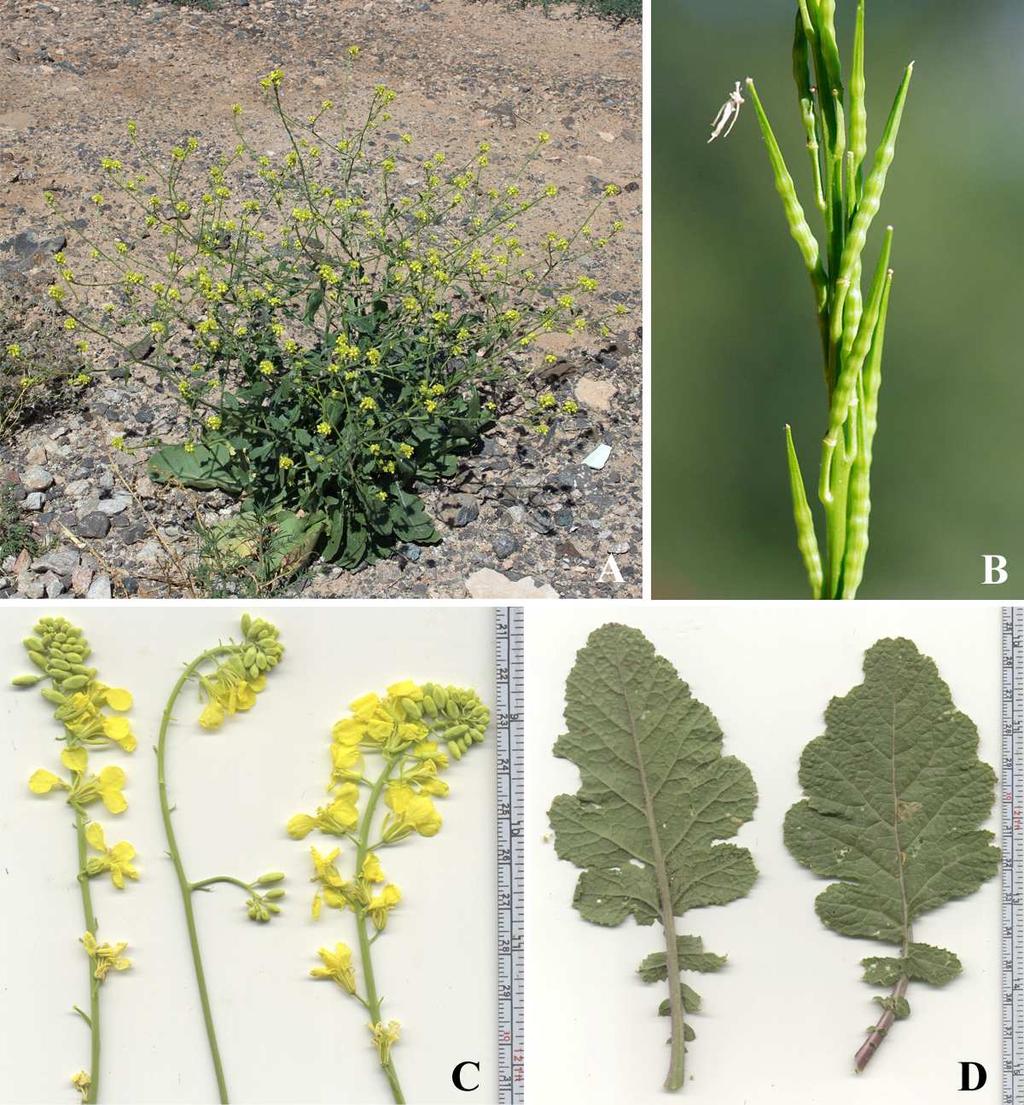 Felger et al.: Southwestern Arizona flora, Brassicaceae and Burseraceae 8 2.
