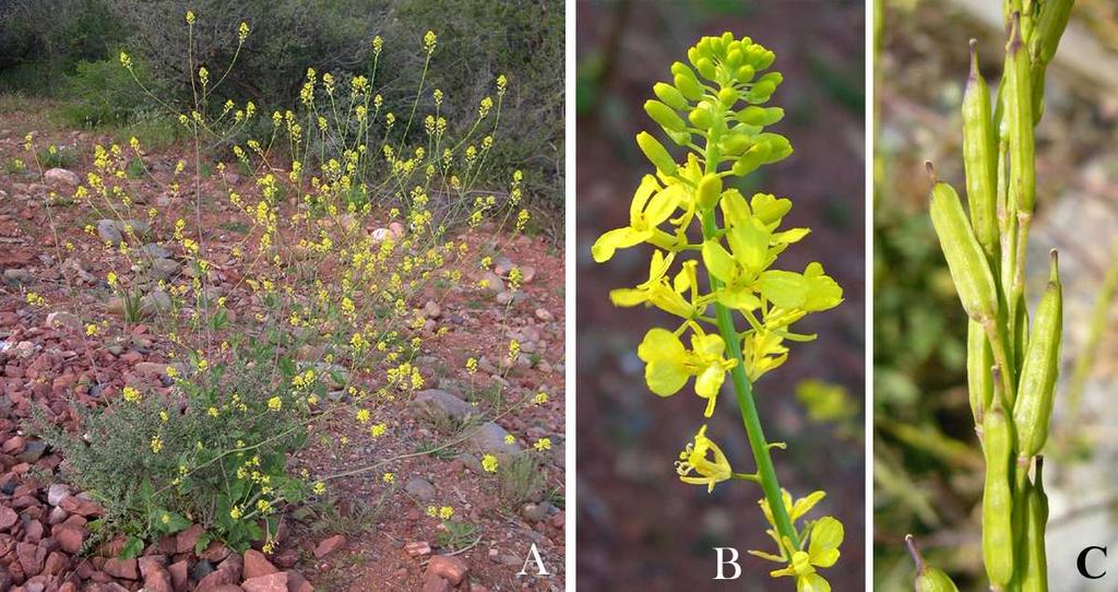 Felger et al.: Southwestern Arizona flora, Brassicaceae and Burseraceae 9 along Highway 85.