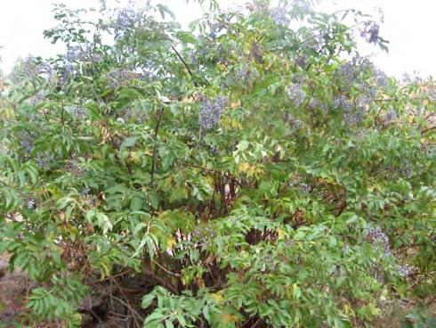 9 Blue elderberry Sambucas nigra Family: