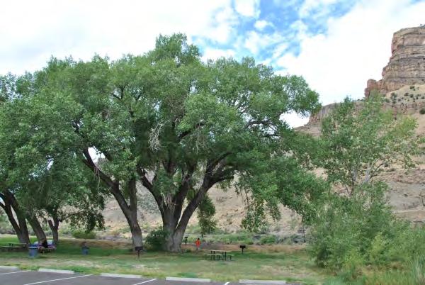11 Fremont cottonwood Populus fremontii Family: