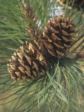14 Ponderosa pine Pinus ponderosa Family: Pinaceae three