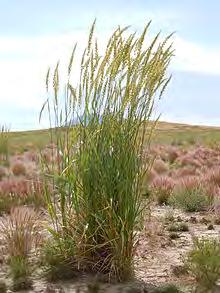 16 Basin wildrye Leymus cinereus Family: Poaceae