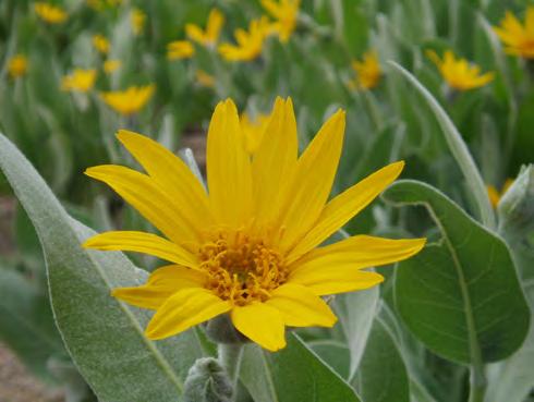 leaves; bright yellow flowers in summer; covers