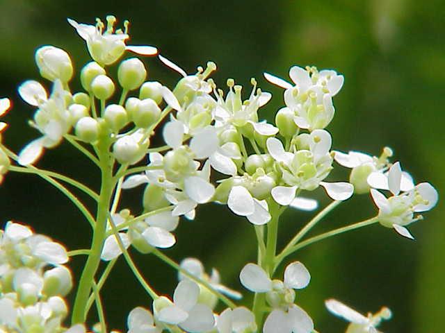 or perennial pepperweed ; white flowers atop 3-5 foot