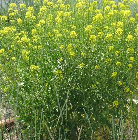 23 Common mustard Brassica rapa Family: