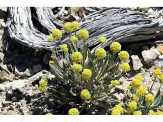 24 Desert buckwheat Eriogonum spp.