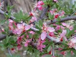 5 Desert peach Prunus andersonii Family: