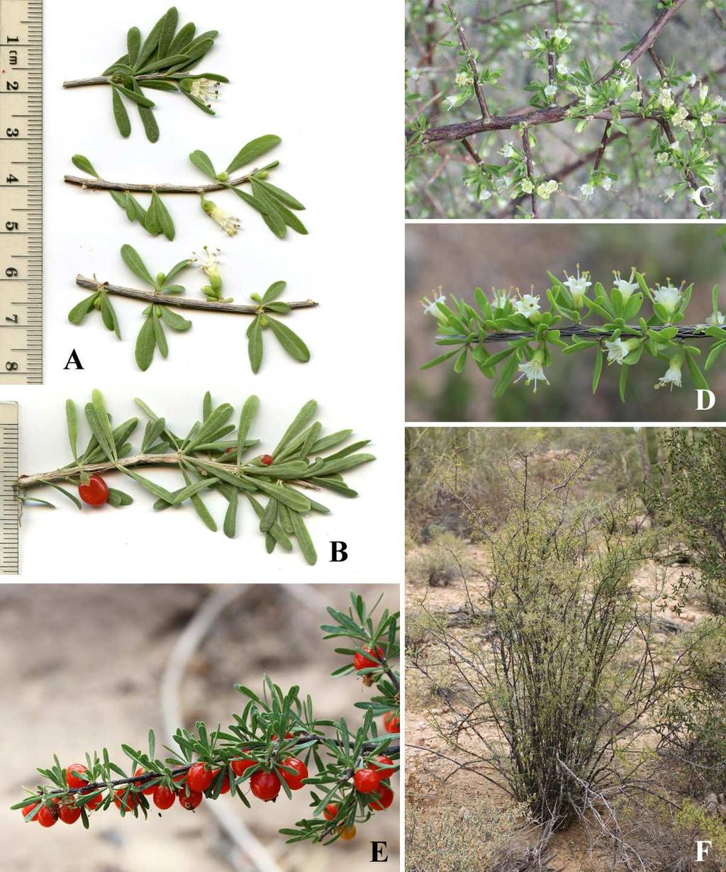 Felger & Rutman, Flora of SW Arizona, Solanaceae to Zygophyllaceae 13 Lycium berlandieri Dunal var. longistylum C.L. Hitchcock Bachata, salicieso. Figure 7.