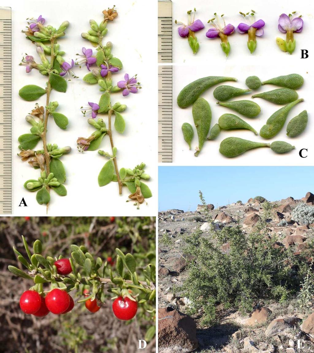 Felger & Rutman, Flora of SW Arizona, Solanaceae to Zygophyllaceae 15 Figure 8. Lycium brevipes var. brevipes. (A C & E) Puerto Peñasco, Sonora, 19 Feb 2015.
