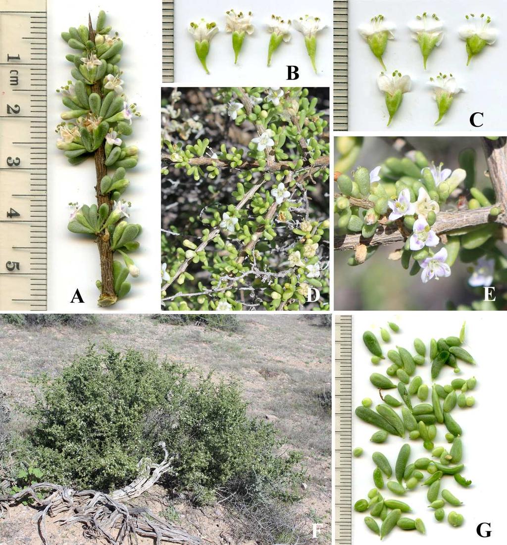 Felger & Rutman, Flora of SW Arizona, Solanaceae to Zygophyllaceae 16 to linear-oblong or spatulate or narrowly oblanceolate. Flowers subsessile, 6.