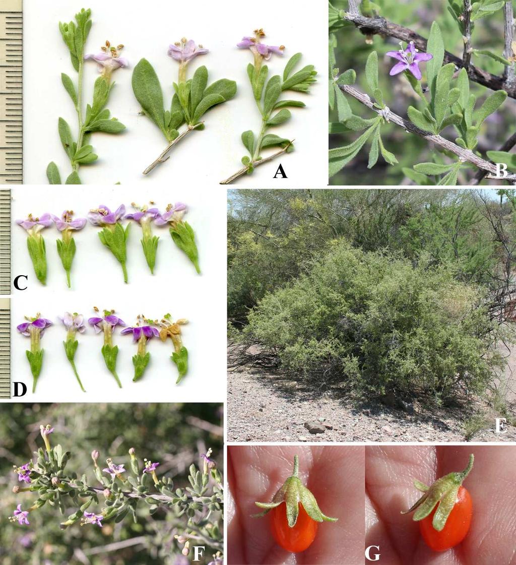 Felger & Rutman, Flora of SW Arizona, Solanaceae to Zygophyllaceae 23 Figure 13. Lycium parishii var. parishii. (A, D) Ajo Scenic Loop, 31 Jul 2014.