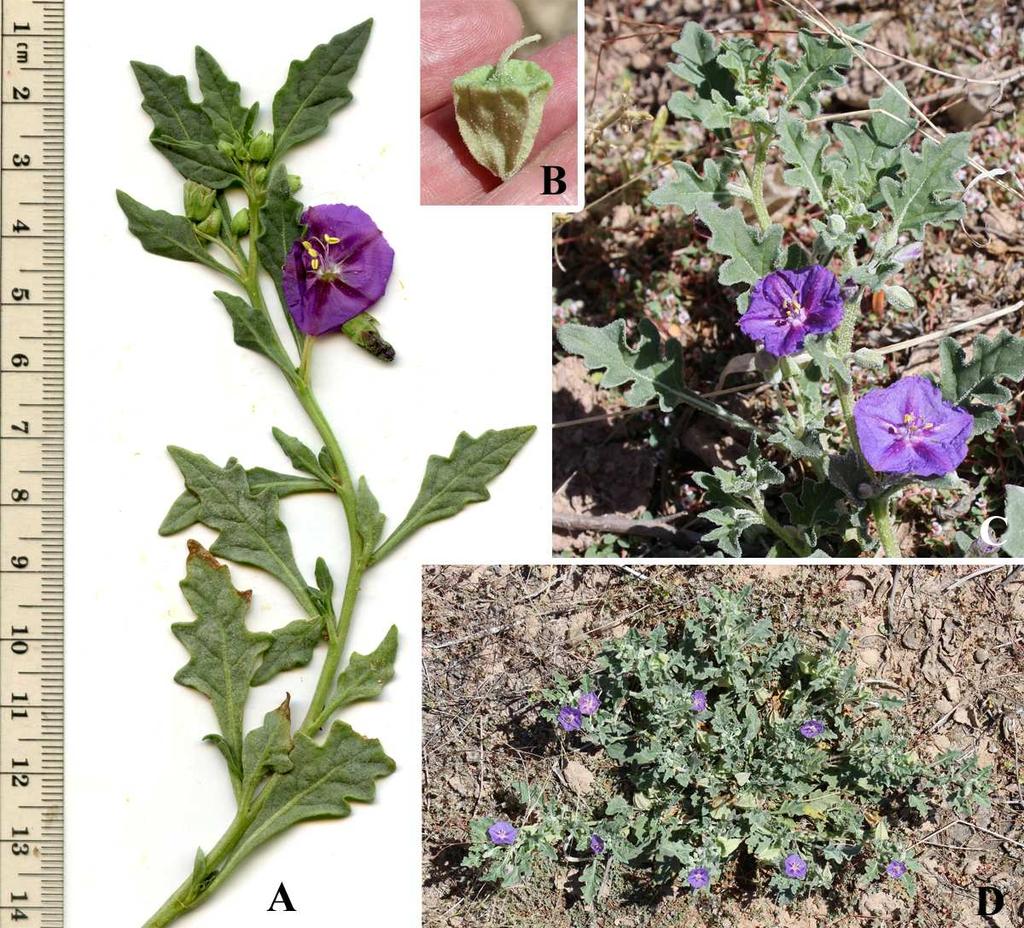 Felger & Rutman, Flora of SW Arizona, Solanaceae to Zygophyllaceae 31 Figure 19. Quincula lobata. (A) S of Sierra Blanca, Pinacate Biosphere Reserve, Sonora, 18 Feb 2015.