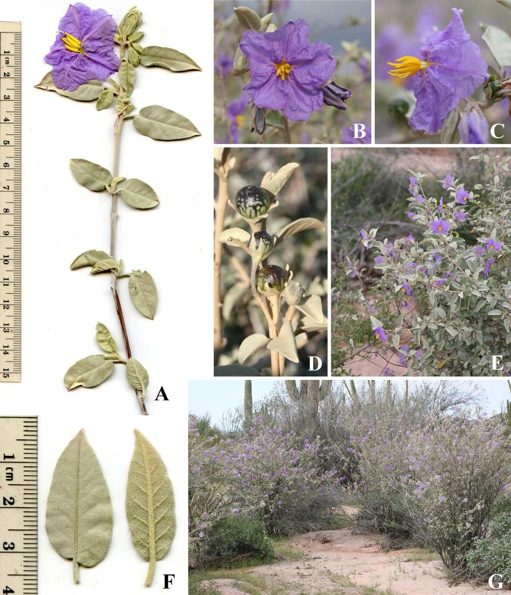 Felger & Rutman, Flora of SW Arizona, Solanaceae to Zygophyllaceae 34 Figure 21. Solanum hindsianum.