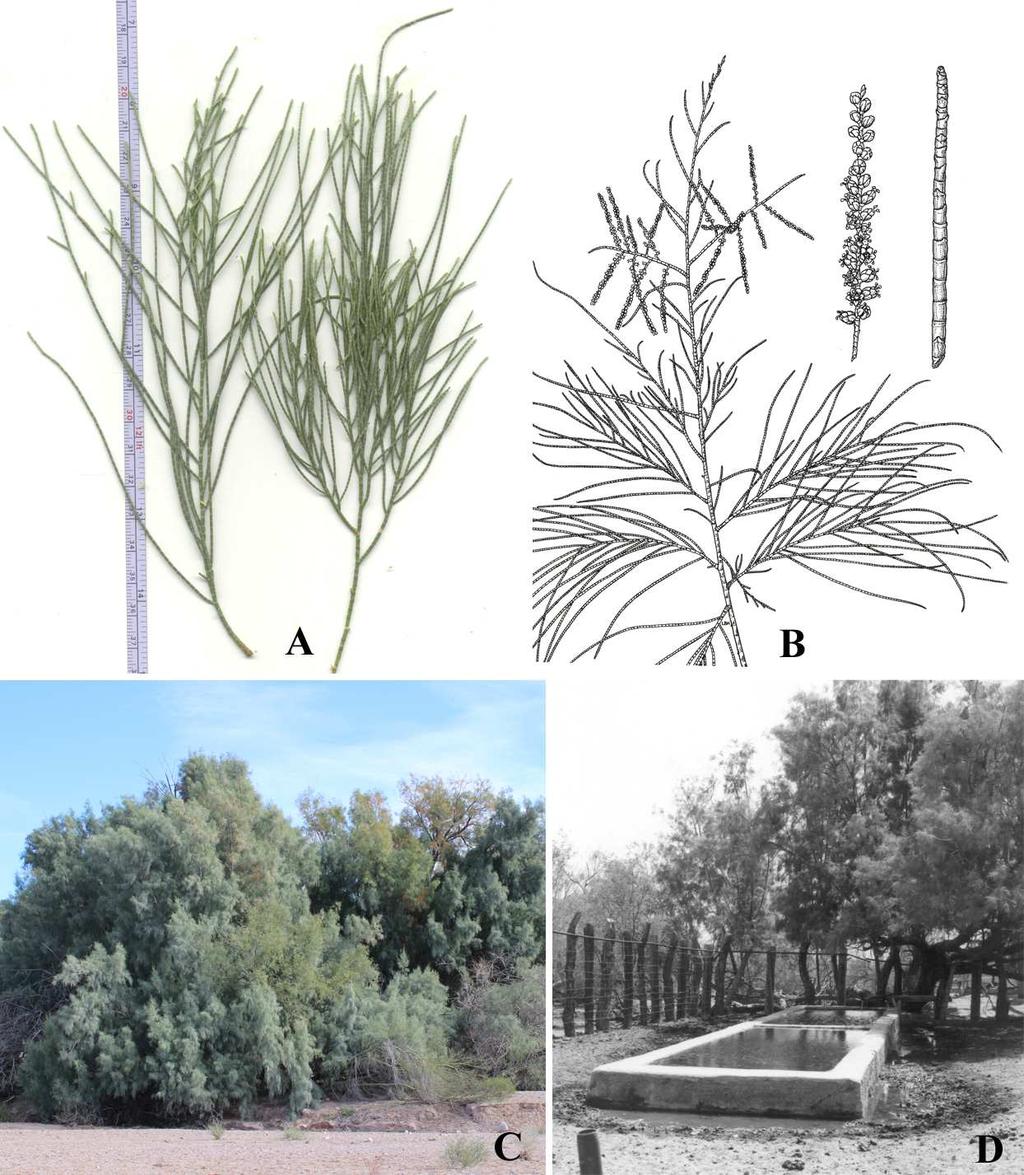 Felger & Rutman, Flora of SW Arizona, Solanaceae to Zygophyllaceae 38 1.