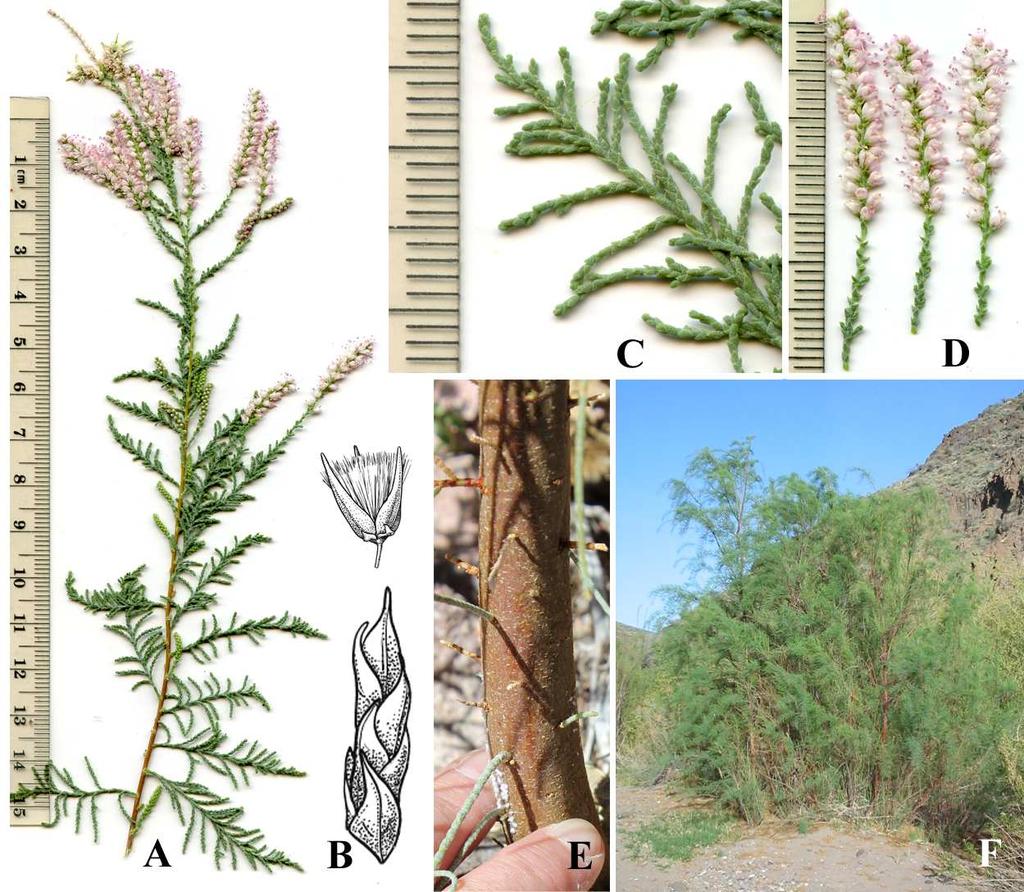 Felger & Rutman, Flora of SW Arizona, Solanaceae to Zygophyllaceae 40 Figure 26. Tamarix chinensis. (A, C & D) Ajo Scenic Loop, Little Ajo Mts, 31 Jul 2014. (B) By Lucretia Breazeale Hamilton.