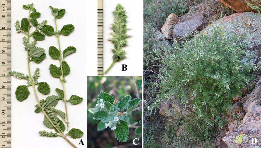 Felger & Rutman, Flora of SW Arizona, Solanaceae to Zygophyllaceae 44 Figure 29. Aloysia wrightii. (A & B) Arch Canyon, 26 Aug 2014. (C) Salero Ranch, Santa Cruz Co.