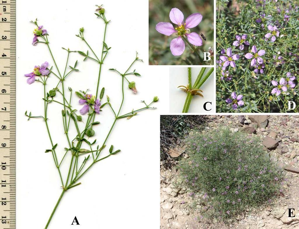 Felger & Rutman, Flora of SW Arizona, Solanaceae to Zygophyllaceae 53 addition to the key differences, the herbage of F. laevis tends to be dark green and that of F. longipes grayish green.