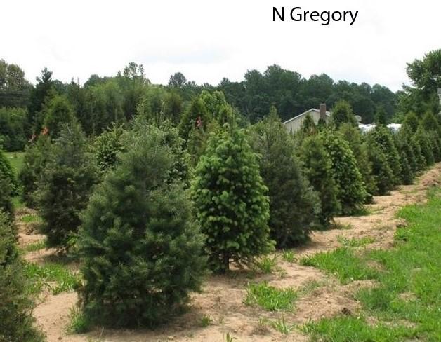 General Considerations Healthy Seedlings Choose the type of evergreen New types, cultivars Douglas fir, true firs Choose