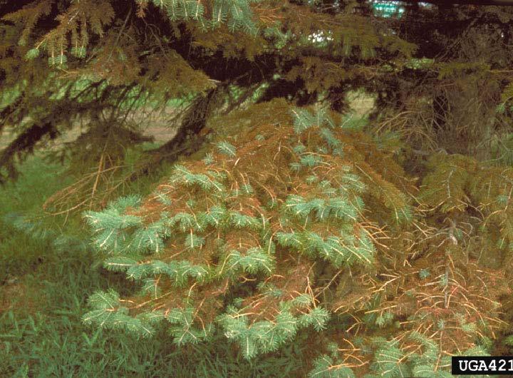 Rhizosphaera Needle Blight On spruce (and fir) Yellowing needles turn purple brown in