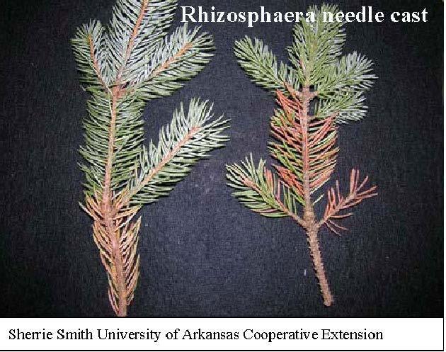 Rhizosphaera Needleblight