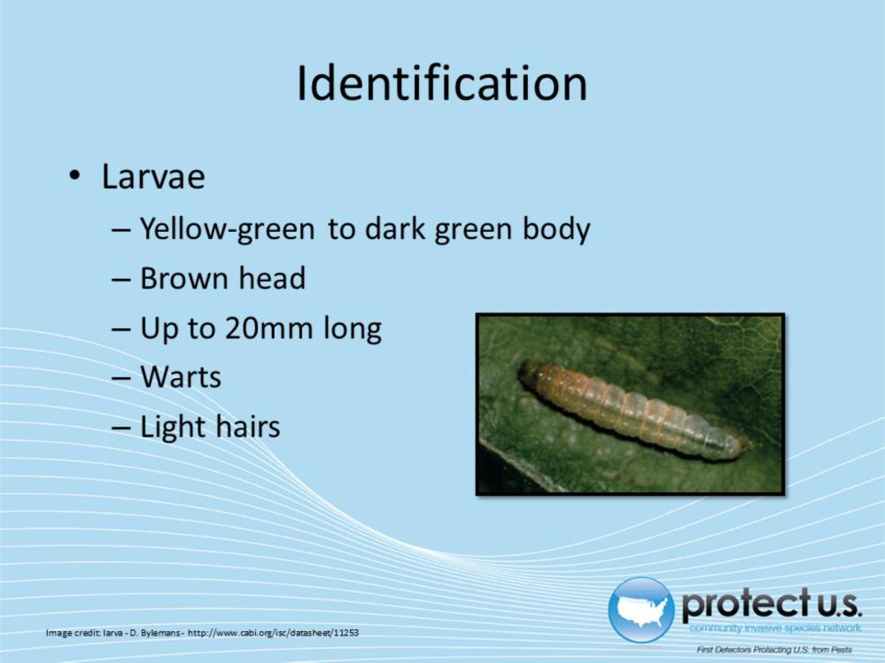 Larvae have yellow-green to dark green bodies that can be up to 20mm long. They are also ornamented with warts and light colored hairs. Their heads are a light to dark brown color.