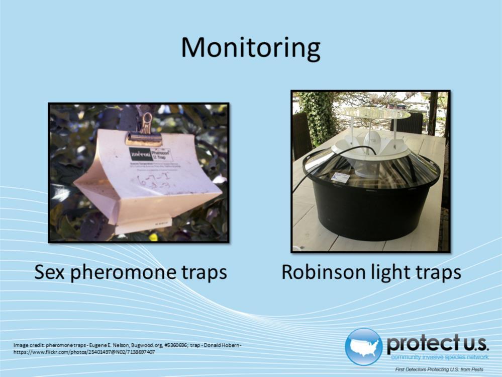 The best way to monitor for the summer fruit tortrix moth is by using sex pheromone-baited traps.