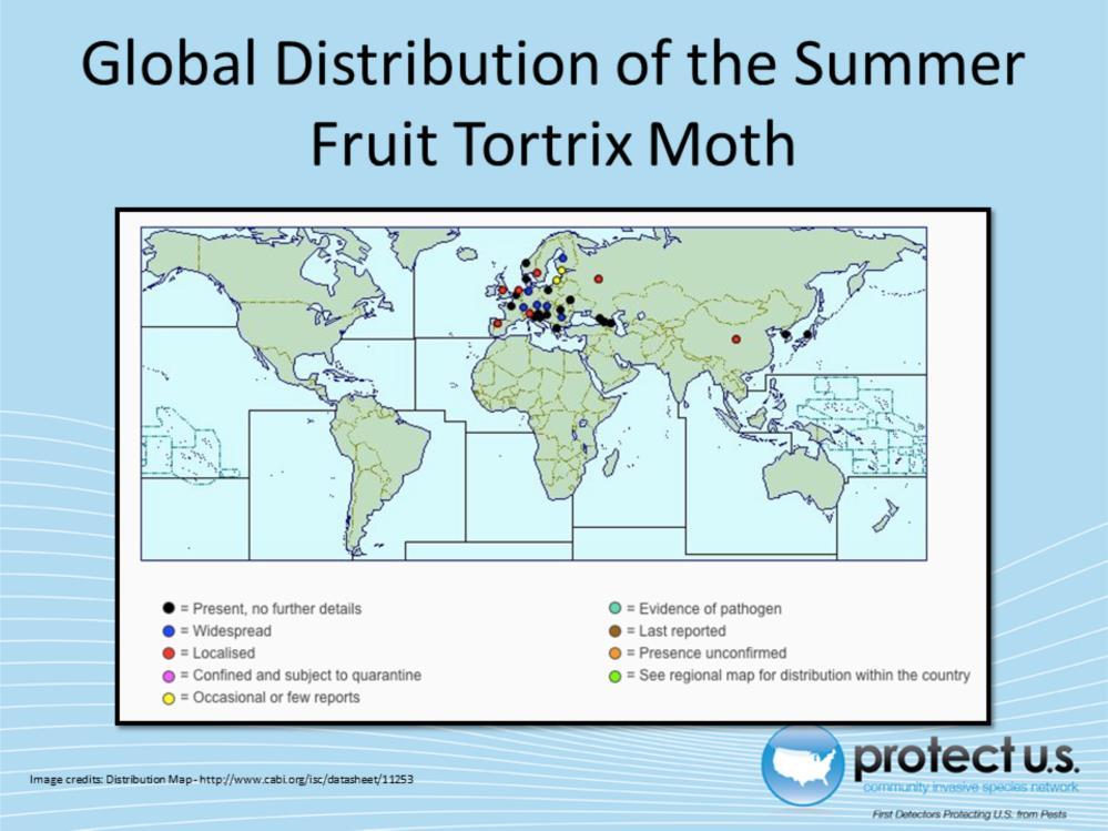 The summer fruit tortrix is an established pest in Europe and Asia. It is not yet known to be present in the United States.